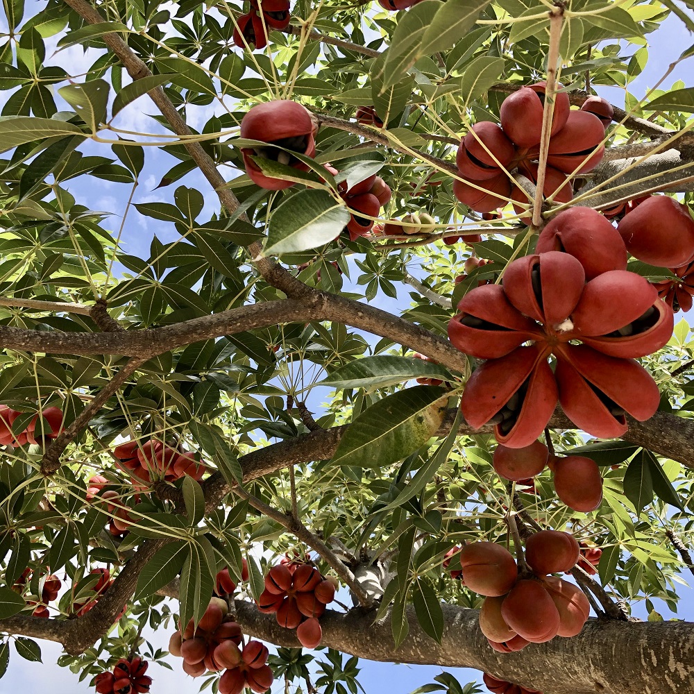 CÂY TRÔM CÁNH TRẮNG
